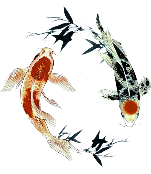 中国鲤鱼图片大全_中国鲤鱼图片素材【png免费下载】-90设计网