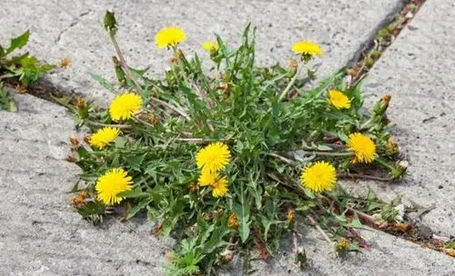 蒲公英是超给力的一味草药,可惜的是,这三类人不宜用!
