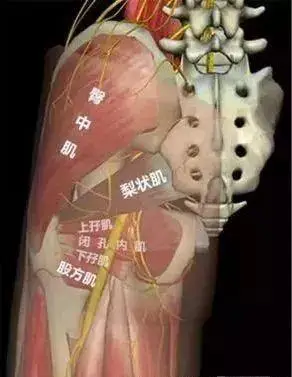 大腿各部位疼痛的各种分析与诊断|肌肉|关节|方向|压痛|髂胫束_网易
