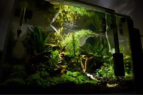 新手小白的第一个40草缸 细叶铁有黑斑怎么解决 - 水草造景 - cta南美