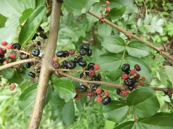 马桑果球形,果期花瓣肉质增大包于果外,成熟时由