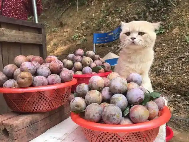 猫咪帮主人卖李子看到猫咪表情后笑喷了太萌太可爱了