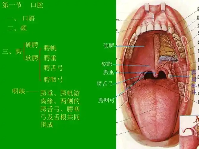 无忧文档 所有分类 医药卫生 中医中药 消化系统解剖ppt 第一节 口腔