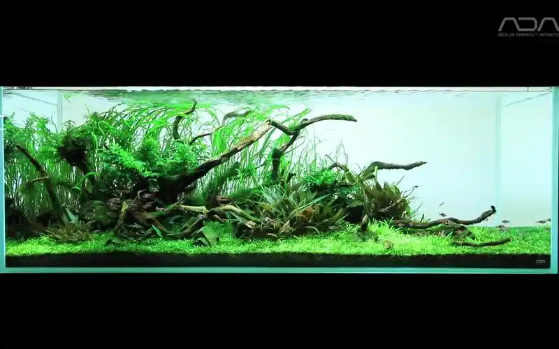 【ada】ada中最喜欢的一款造景 三角构图 椒草缸【草缸】ada草缸自然