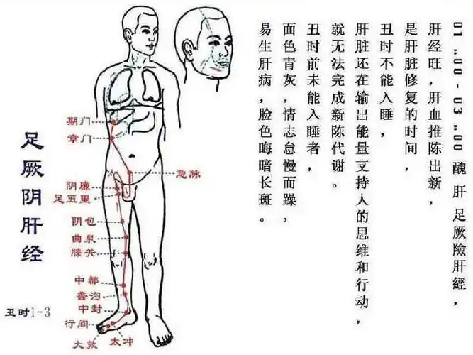 延缓衰老可护肝, 每天拍肝经5分钟, 比吃药还好, 穴位养生