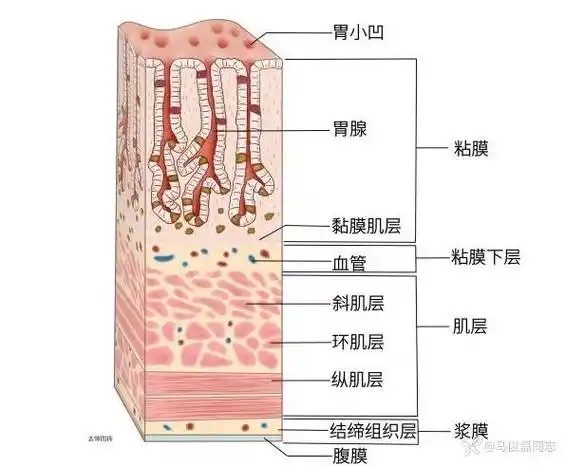 胃粘膜病变你知道的有哪些