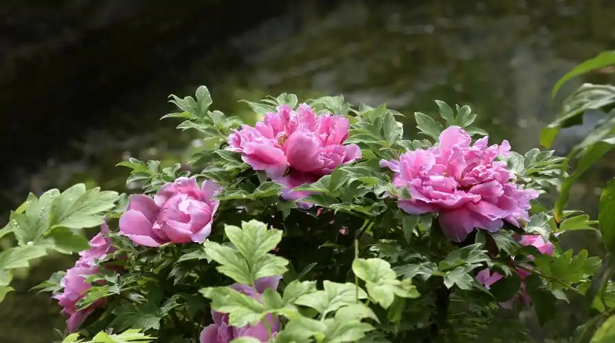 国色天香——张焕贤牡丹花摄影作品选