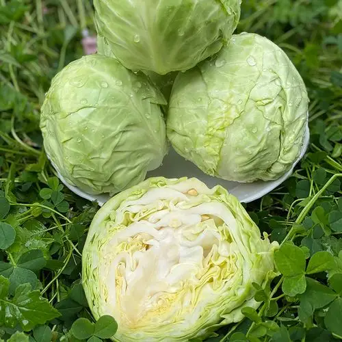 莲花白绿甘蓝新鲜圆白菜卷心菜小包菜泡菜农家鲜蔬菜现货9斤