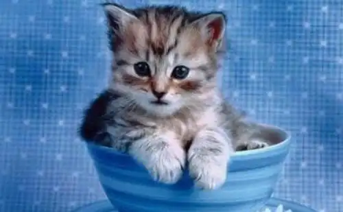 世界上最小的猫皮堡斯只有3个鸡蛋大基因突变长不大2