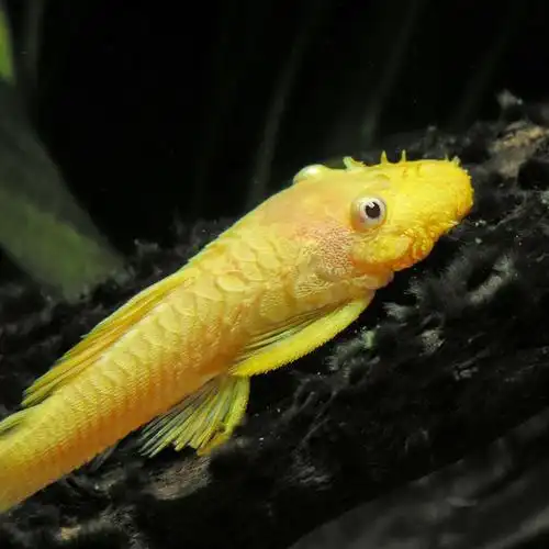 24k黄金达摩特点及养殖方法