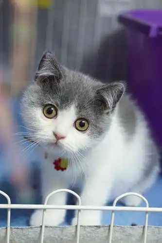 精品五粉英短蓝白弟弟甜美可爱找新家