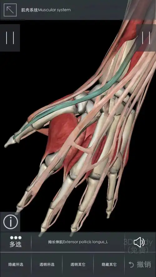 拇长伸肌腱自发性断裂