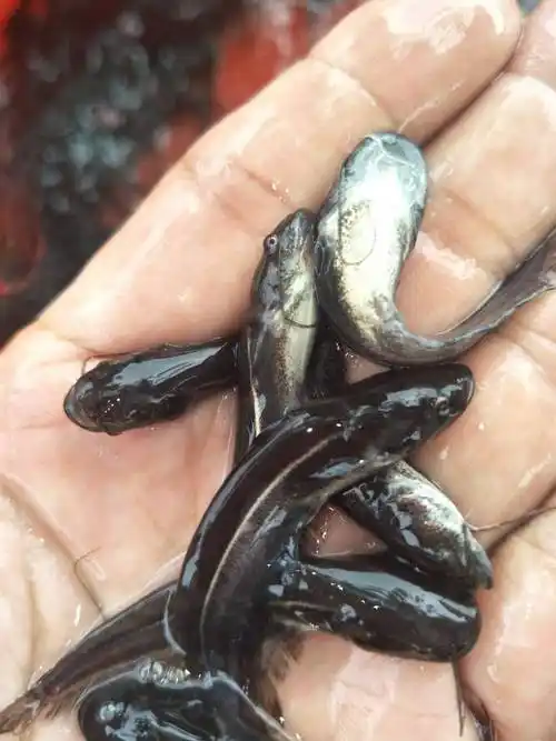 [大口鲶鱼苗批发] (全国发货) 南方大口鲶鱼苗 杂交大口鲶鱼苗 巨鲶鱼