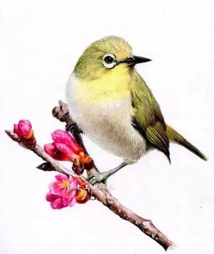 零基础彩铅花鸟教程,一学就会!