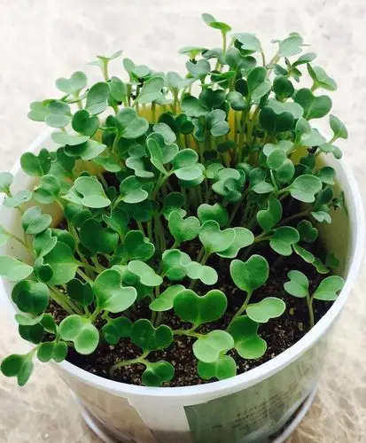 心形叶片的植物有哪些?