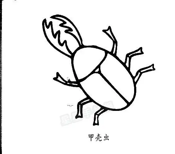 甲虫翅膀的简笔画