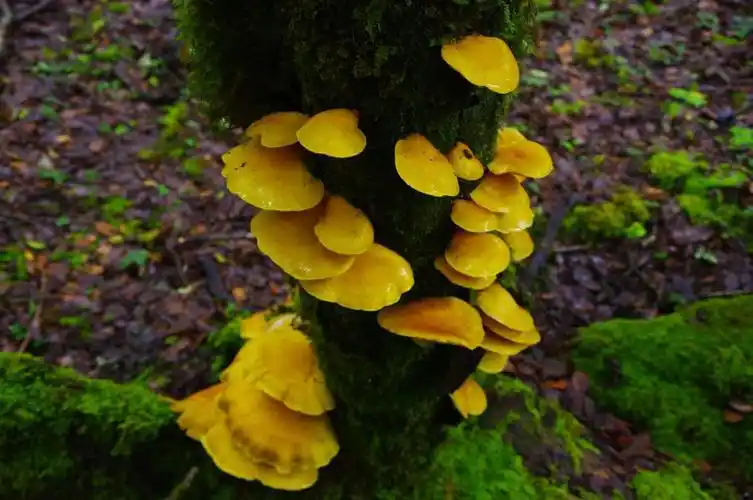 山野藏珍馐:美味扇菇 - 知乎