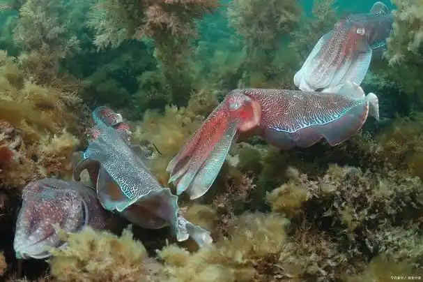 海洋中的巨型头足类生物巨乌贼