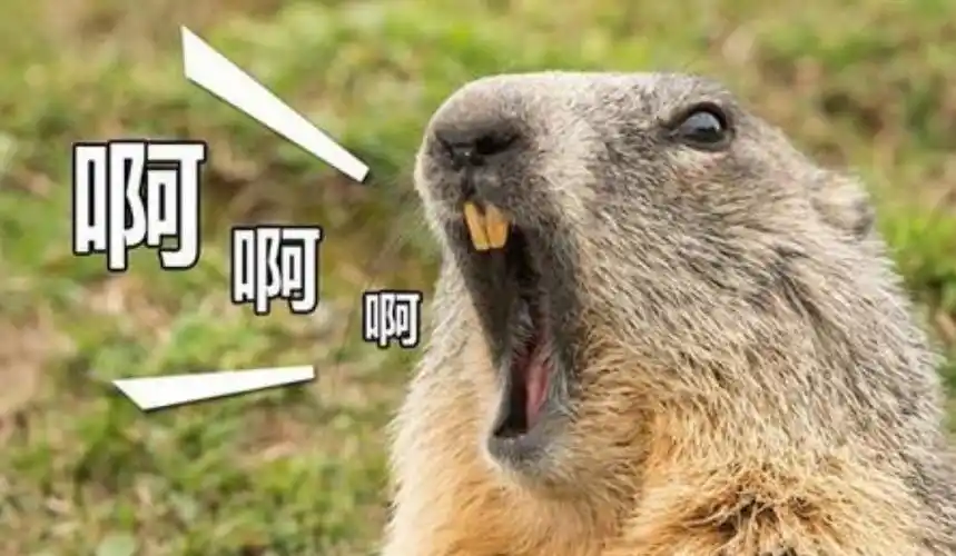 中华田园犬: 你们土拨鼠不是很能叫的吗?