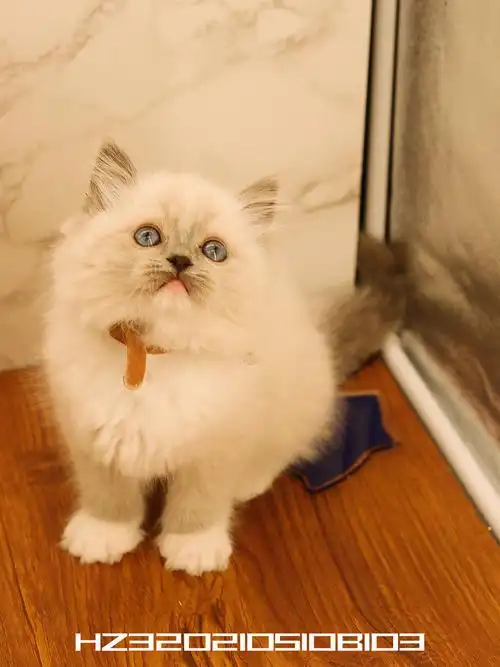 幺社领养猫咪第四期布偶双色布偶重点色英短蓝白英短银点