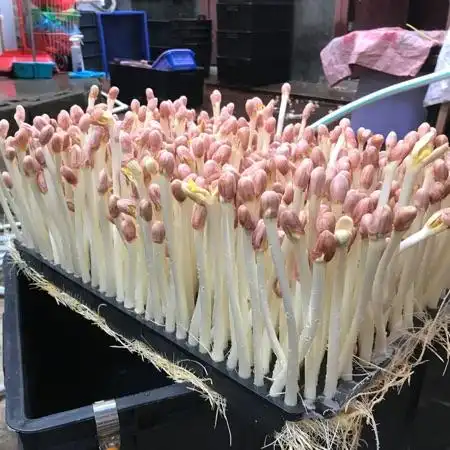 供应优质水培花生芽