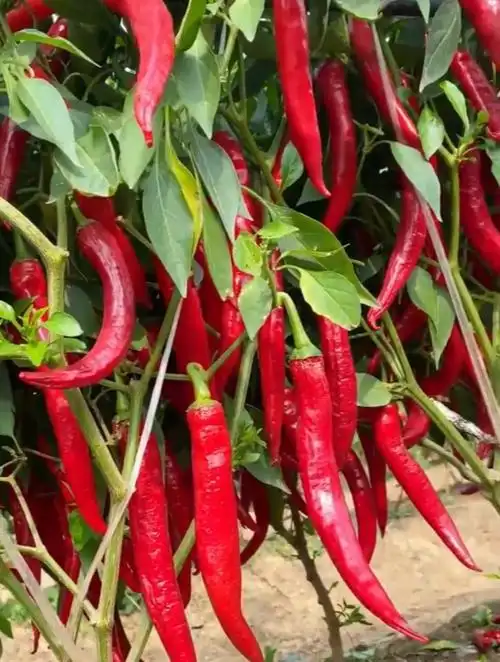 美人椒又叫摘不败,能连续坐果,种一次采收半年