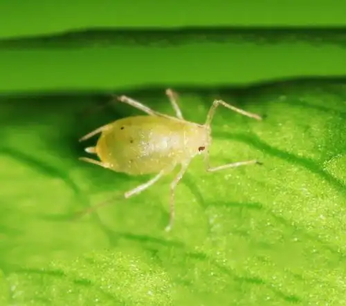 植物常见虫害之三:蚜虫