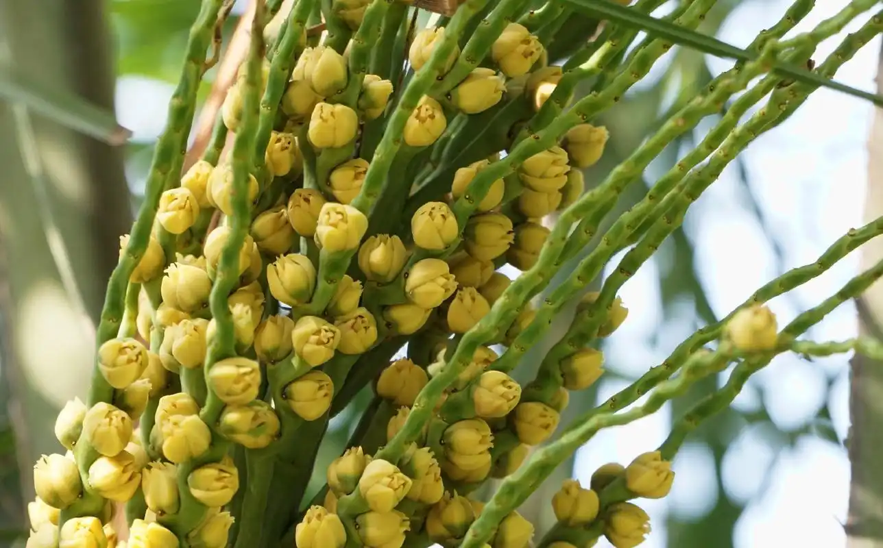 毛西雅椰子 syagrus coronata, 棕榈科女王椰子属.