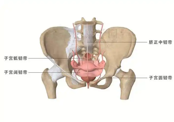 【内脏与疼痛】子宫筋膜:韧带_阴道_盆腔_支持