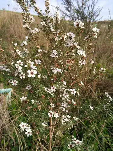 麦卢卡,新西兰特有植物.