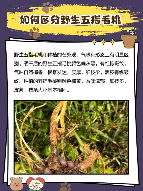 野生五指毛桃