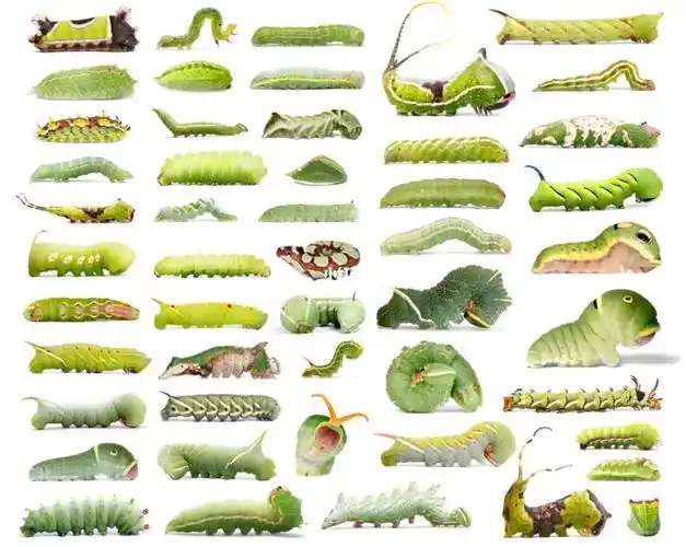 各种各样的毛毛虫_森林_动物世界_生活记录_接地气生活