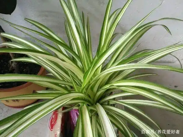 吊兰居然有这么多品种 你养过几种呢?