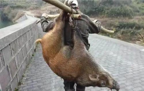 农村大爷徒手抓到野猪,还自己背回家,过年有肉了