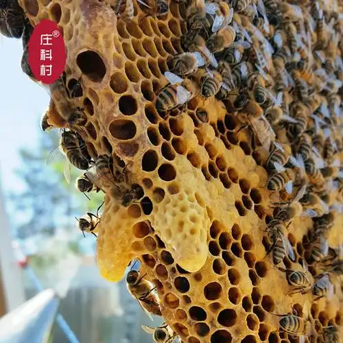 蜂王产卵王产卵新产杂交王杂交高产阿坝交尾种王台授粉蜂
