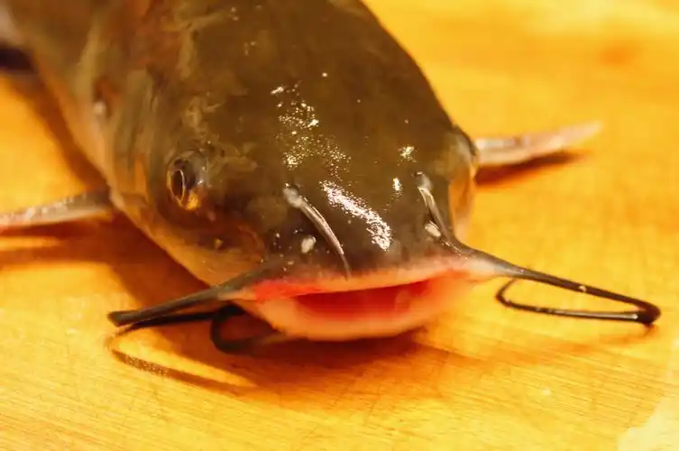 药炖叉尾鮰药香满屋汤鲜肉美强身健体人类