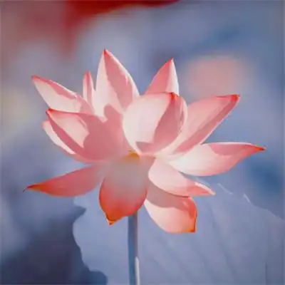 超火的荷花头像72张 中年老年人专用清心荷花精美图片头像_植物头像