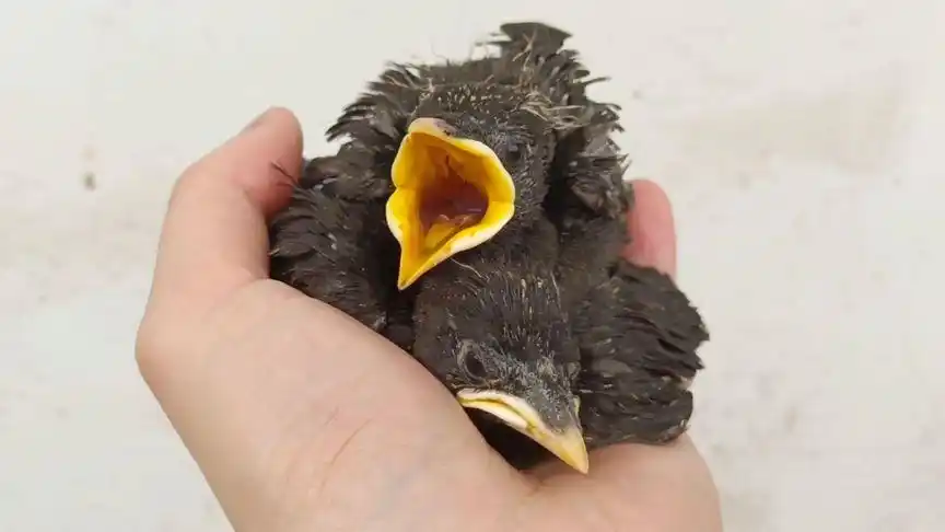 手养两只八哥雏鸟,刚到家我就成了它们的奶爸,太可爱了