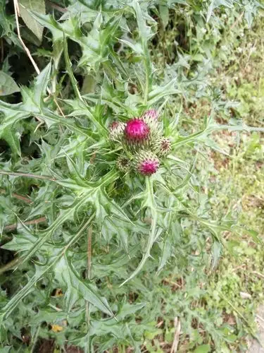 牛角刺,其根大凉入药