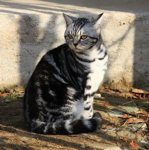 p>美国银虎 a>斑猫 /a>是一种贵族猫,为银,黑为主体颜色.