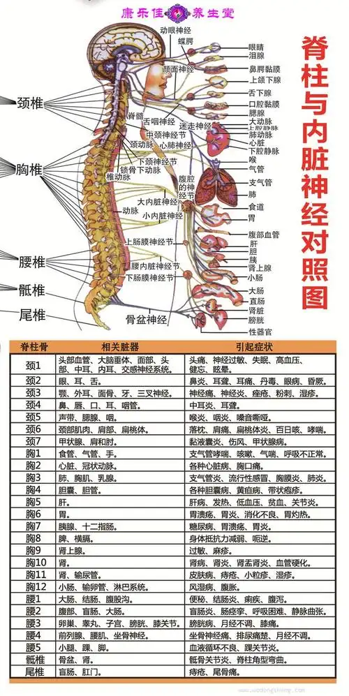脊柱与相关疾病