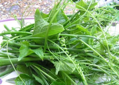 女人常吃南瓜尖有什么好处?纯绿色食疗蔬菜,田园生活最美的菜