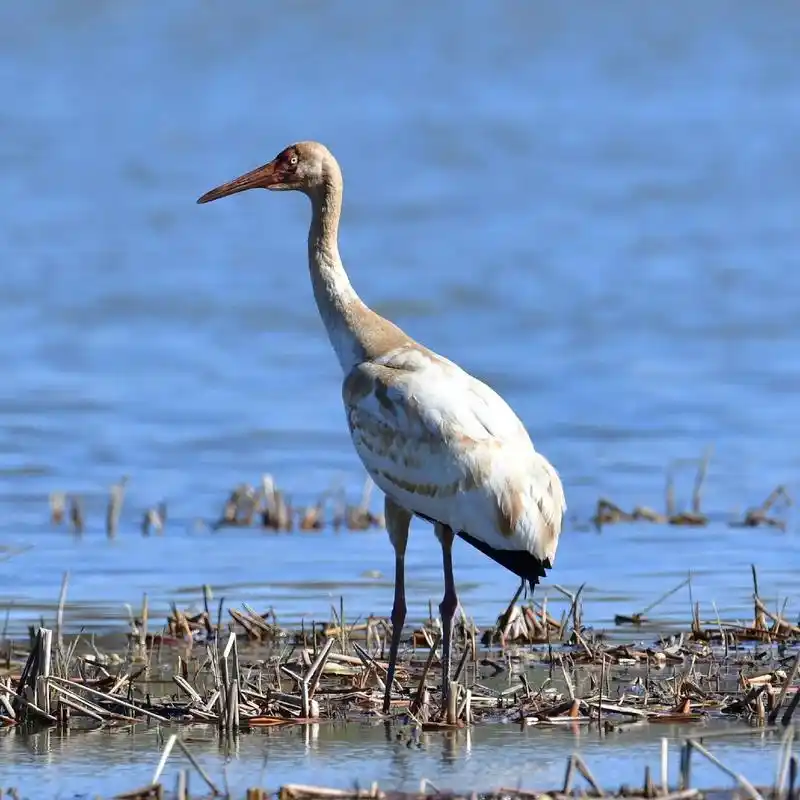 白鹤飞走前表演翻花 - 抖音