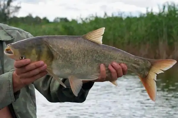 fisherman holding silver carp
