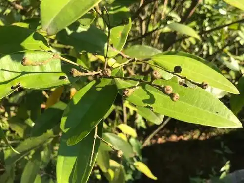 桂皮是来自于肉桂的树皮,肉桂是什么树?