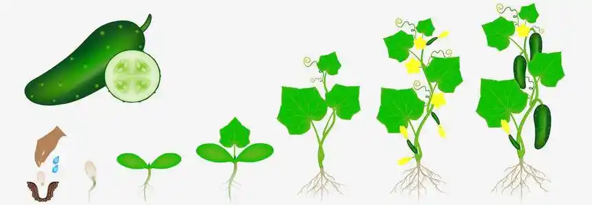 黄瓜植株图片-黄瓜植株素材-黄瓜植株插画-摄图新视界