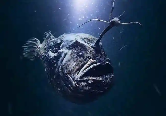 揭秘深海里可怕的十大生物你见过几种