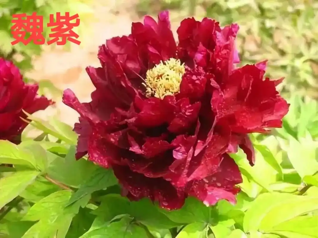 牡丹十大名贵品种 - 抖音