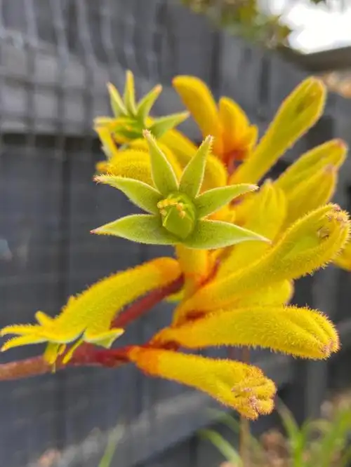 袋鼠爪花小爪子们好得意啊