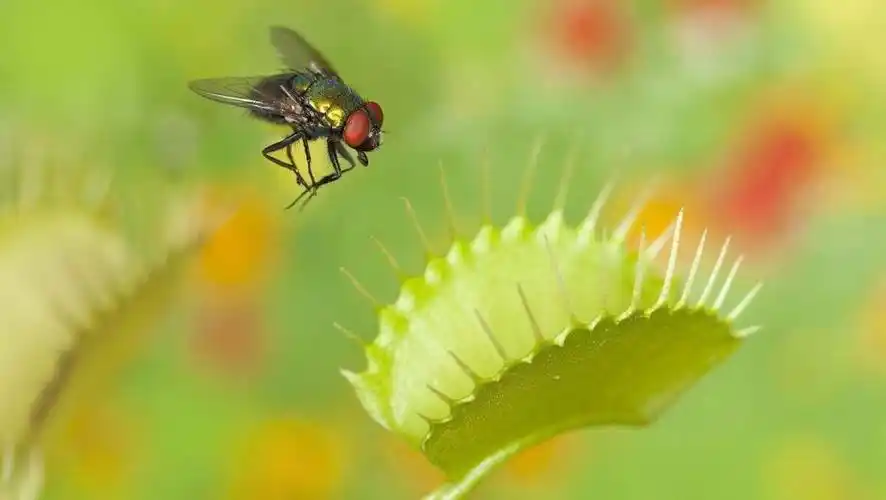 实拍: 捕蝇草捕食各种动物的精彩镜头没有之一, 让你一次看个够!